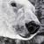 :iconrio-del-pantera: