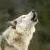 :iconripple9801: