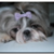 :iconripple9801: