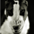 :iconriscor: