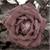 :iconrising-pheonix: