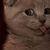 :iconrisky-flavor8d: