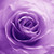 :iconritwvesta: