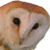 :iconrivasilvercrown:
