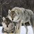 :iconrivenwoods:
