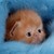 :iconriver-basin-rat: