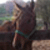:iconriver-horse: