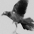 :iconrivercrow: