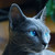 :iconriverfur98: