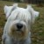 :iconRivetwolf: