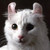 :iconrivuletpawprint: