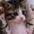 :iconrlm100: