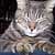 :iconroarian-photos: