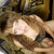 :iconroarin-lioness: