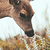 roaringdoe :iconroaringdoe:
