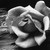 :iconroark0: