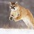 :iconroarofgreatlion: