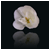 :iconRobb3rt: