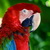 :iconrobbiverte99: