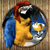 :iconrobcarlovw: