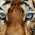 :iconrobertten: