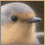 :iconRobinflo:
