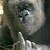 :iconrobo-balla:
