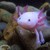 :iconroboaxolotl: