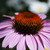 :iconrobocake04: