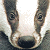 :iconrockchickpip: