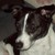 :iconrockerdog: