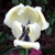 :iconrocket859: