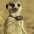 :iconrocketdog21: