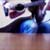 :iconrockieracoon: