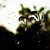 :iconRockin-Oxs: