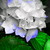 :iconrocking-rose127: