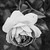:iconrockingroses: