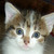 :iconrockmieze: