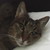 :iconrocknrollcat: