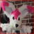 :iconrodenthideout: