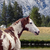 :iconrodeogal42: