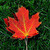 :iconrodhouser48: