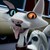 :iconrogerthecat16: