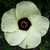 :iconrogue-ribbon: