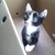 :iconrogueelvis: