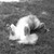:iconrollingdog: