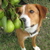 :iconroma-fox:
