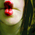 :iconromameme: