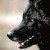 :iconroman-wolf:
