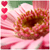 :iconRomanaJur: